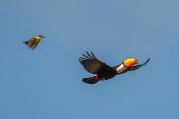 Ramphastos toco
