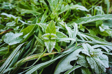 In the beautiful morning light, you can see frosted green grass and frosted leaves, capturing the essence of a chill in the air while showcasing natures botanical brilliance and meticulous detail