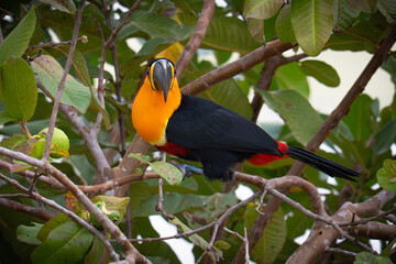 Ramphastos vitellinus