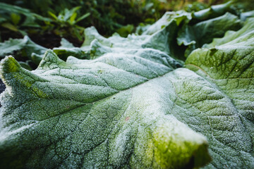 A closeup view of a frosted green leaf in a beautiful garden, showcasing the intricate details and textures that highlight the stunning aspects of nature and the flourishing environment around it