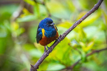 Chestnut-bellied Euphonia
