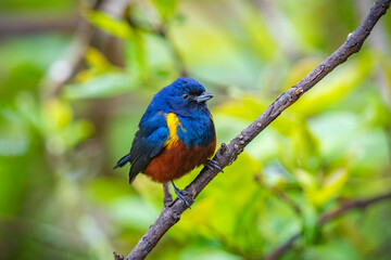 Chestnut-bellied Euphonia
