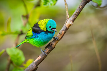 Green-headed Tanager
