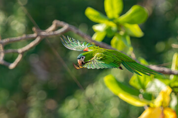 Red-shouldered Macaw
