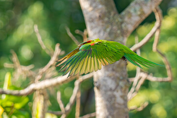 Red-shouldered Macaw

