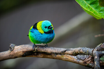 Green-headed Tanager
