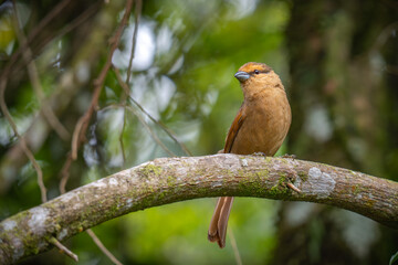Brown Tanager
