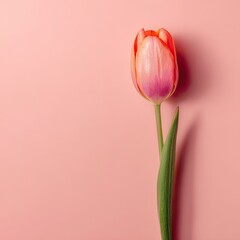 A single tulip with pink and orange petals stands against a matching pink backdrop
