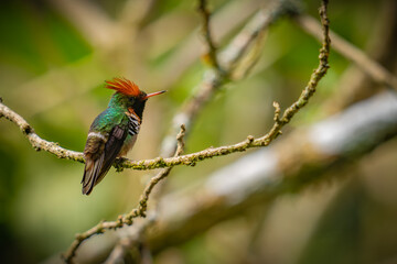 Frilled Coquette
