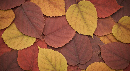 Fototapeta premium Close-up of autumn leaves in yellow, orange, and brown hues, creating a textured natural background, showcasing seasonal beauty and tranquility, ideal for fall-themed designs