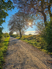 quiet dirt road winds through the countryside, lined with trees in autumn colors as warm sunlight filters through the branches on a crisp, clear day