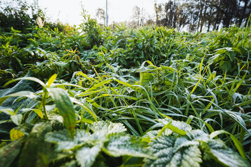 A serene and picturesque lush green meadow adorned with dewy grass and surrounded by vibrant foliage beautifully illuminated by the gentle morning light, inviting a sense of calm and tranquility