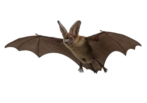 Brown long-eared bat flying isolated PNG, nocturnal mammal on transparent background