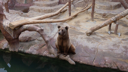 Obraz premium bear sitting peacefully by water in rocky zoo habitat