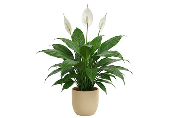 Peace lily plant in pot isolated, spathiphyllum houseplant with white flowers PNG
