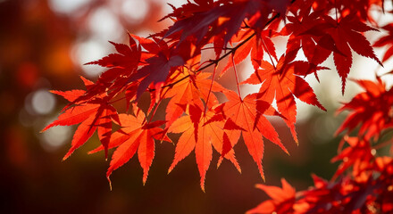 Fototapeta premium Close-up of vibrant red maple leaves, showcasing autumnal foliage detail. Represents nature's beauty, seasonal change, and tranquility, ideal for fall-themed designs.