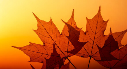 Close-up of translucent brown maple leaves against warm orange background, showcasing autumnal colors and delicate leaf veins, representing nature's beauty and seasonal change, ideal for fall themes