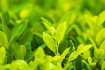 Macro green tea leaves and morning dew drops close up,Leaves green after rain.