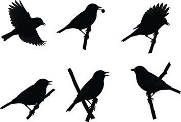 Bird silhouette vector perched on branches in various poses including flight, singing, feeding, perfect for nature and wildlife design.