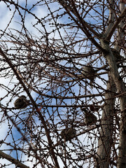 Birds Perched on Bare Branches Against Sky