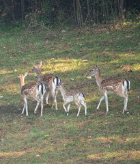Stado danieli (Dama dama) na skraju lasu, sfotografowane w naturalnym środowisku. Zwierzęta stoją na polanie oświetlonej światłem porannym, otoczone zielenią i drzewami. Fotografia przyrodnicza ukazuj