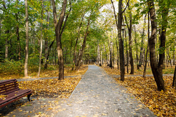 A serene autumn walkway, lined with vibrant trees and a soft carpet of fallen leaves, invites all to enjoy a relaxing stroll through natures stunning seasonal display that rejuvenates the spirit