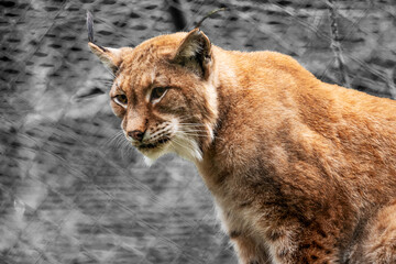 ​A watchful Eurasian lynx is shown in a close-up profile with a selective color background.