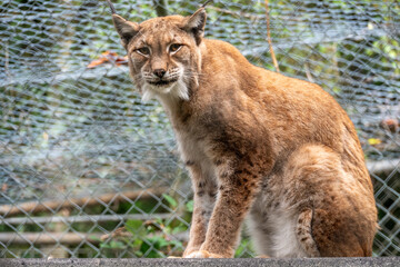 ​A watchful Eurasian lynx sits attentively in its enclosure, looking directly at the camera.