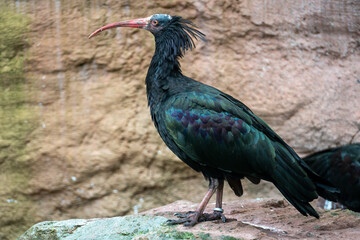 ​A Northern Bald Ibis stands alertly on a rock, displaying its iridescent black plumage and long, curved red beak.