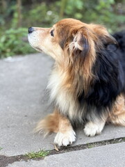 A fluffy, long-haired dog lies calmly on a paved surface, looking off to the side with a peaceful expression