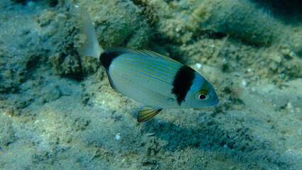 Two banded sea bream (Diplodus vulgaris) undersea, Aegean Sea, Greece, Halkidiki, Pirgos beach
