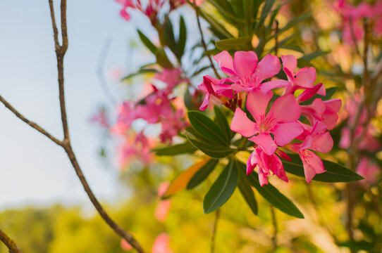 fiori di oleandro