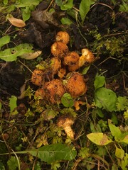 mushrooms in the forest