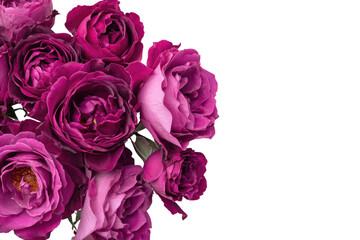 Fototapeta premium Close-up of deep purple and pink roses