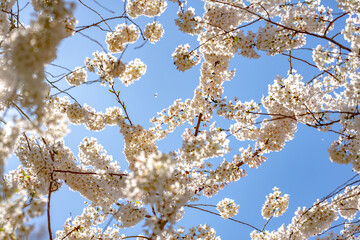 Beautiful spring tree blossoms against a blue sky background. Plum tree flowers. Spring Design. Blooming apple branch at spring garden. Easter banner. Spring flowers reason of allergy.