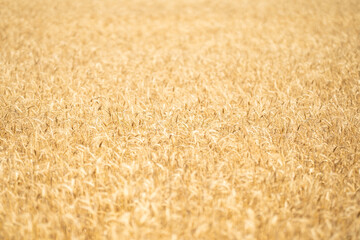 Golden wheat background. Close-up wheat background highlighting grains and harvest season. Wheat field background with golden tones. Rustic wheat background and crop growth.