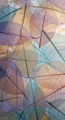 Translucent leaves in pastel hues overlap, showcasing delicate vein patterns.  Image evokes nature's fragility and beauty, ideal for designs needing a serene, elegant aesthetic