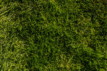 Close-up texture of lush green grass, ideal for backgrounds, nature themes, and organic designs....
