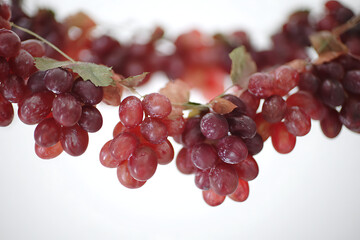 vine, an ripe