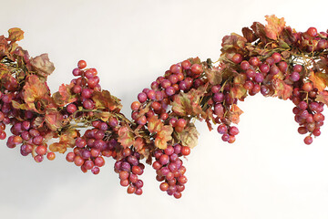 vine, an ripe