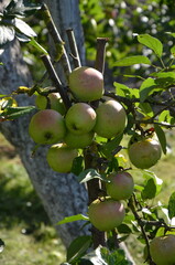ripe apples on a tree
