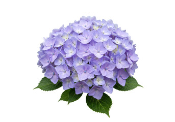 Isolated large blue hydrangea flower head beautiful round bloom bouquet blossom plant