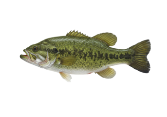 Isolated Largemouth Bass fish swimming sideways, freshwater North American game fish illustration