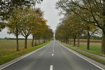 Fototapeta premium Route à deux bandes entre les platanes sous un ciel gris en automne à Ghislenghien (Ath)