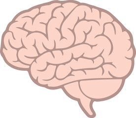 brain icon,human brain icon, anatomy neuro head icon isolate white brackground