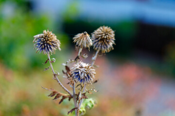 Dried thistles with blue tips and blurred background