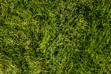 Close-up texture of vibrant green grass under bright sunlight. Perfect for backgrounds, textures, nature, and outdoor themes. Ideal for websites