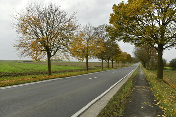 Route à deux bandes entre les platanes sous un ciel gris en automne à Ghislenghien (Ath)