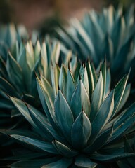 Agave plant with spiky leaves basking in the warm sunshine.