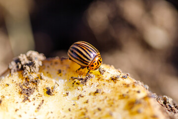 Colorado Potato Beetle on Potato